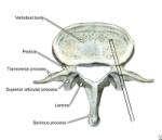 thoracic vert of a bull